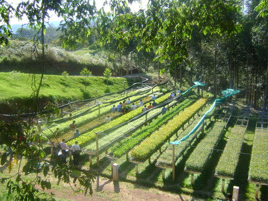 vivero-reforestacion-villa-rica-peru