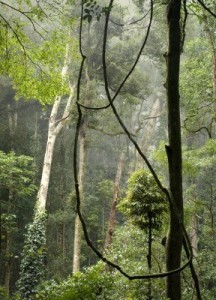 14689374-arboles-de-la-selva-tropical-de-australia-en-bunya-destino-turistico-de-las-montanas-de-queensland